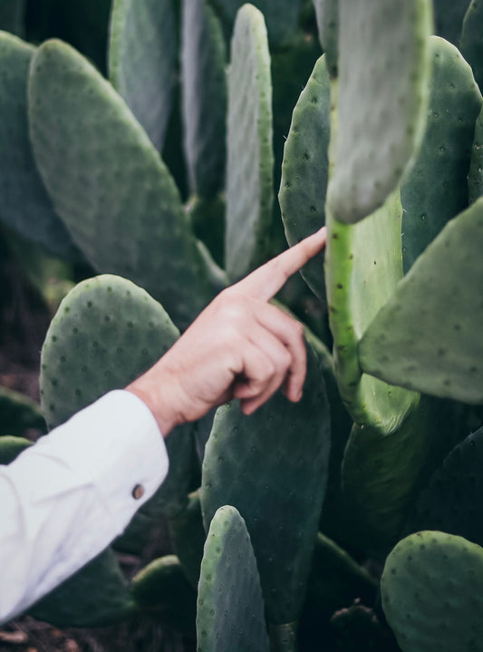 How are they made - Vegan Cactus